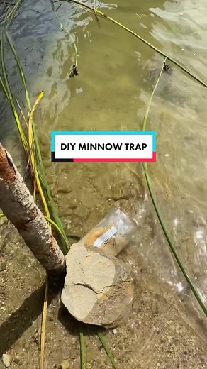 Easy DIY Minnow Trap using things you may have laying around at home! #diy #fishing #minnowtrap #fishtrap #minnows #livebait #unitedstates