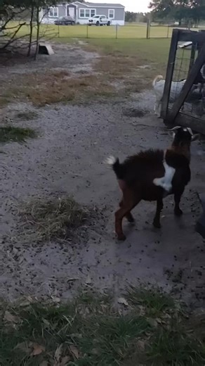 goat bully 🤣 #goats #foryou