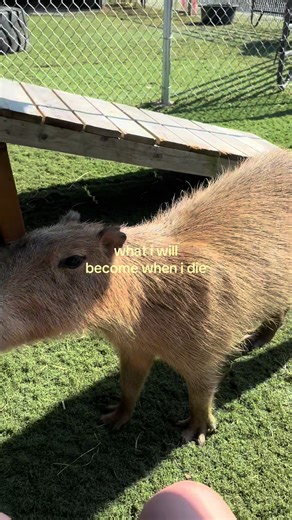 Why Capybaras Are the Best Animals