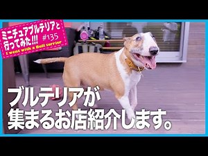 ［ブルテリア］Miniature Bull Terrier ブルテリアが集まるお店紹介します。Introducing shops where bull terriers gather.