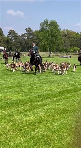 Championnat de france du cheval de chasse 2023 🇫🇷📯 Rallie touraine 💚#fontainebleau #societedevenerie #chasseacourre #chasse #chien #championnatdefranceduchevaldechasse #cross