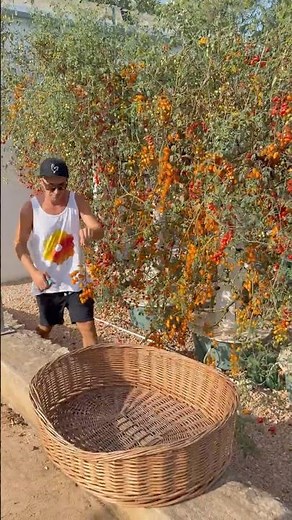 Maximizing tomato cultivation on aeroponic towers #tomato #farming #agriculture