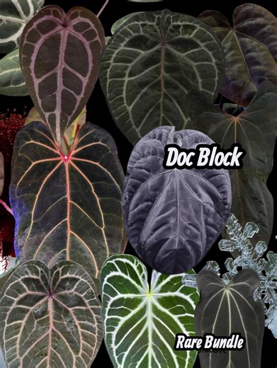 Anthurium 5 Plant Bundle: Doc Block Collection - Etsy