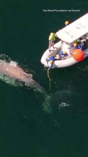 A humpback whale was found covered in sea lice and with thick fishing line wrapped around its tail off the northern coast of New South Wales. Here’s how rescuers saved it in what they described as the “most challenging operation of the season.” | CBS News