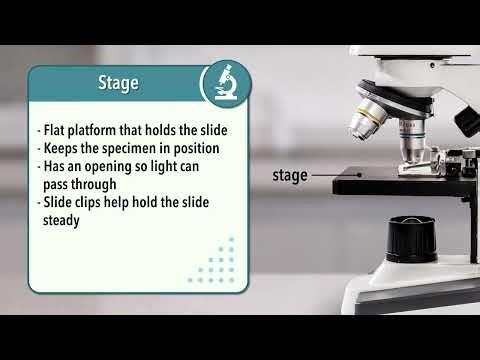 Parts of a Microscope