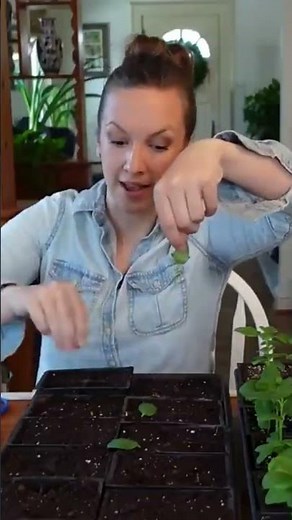 CREATE FREE SNAPDRAGON PLANTS! #cutflowers #cuttingarden #gardening #propagation