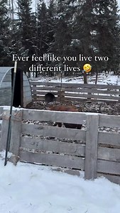 “who’s jumping in the trailer” . we had to deliver pigs to the butcher and there’s only an hour timeframe that you can drop them off . Marius was going to be gone at a course while the older boys and I had a dress rehearsal for our choir performance. So we got them loaded before Marius left, brought the truck and trailer to dress rehearsal with us, and on the way home stopped to drop them off . We got to the abbatoir and the women (who i know well) looks at our fancy duds and says “so whose jump