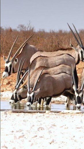 Gemsbok in Etosha, Namibia.