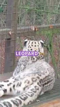 Leopard Legends: Grace, Power, and Mystery@Zain_2470 #leopard #wildlife #animals #bigcat