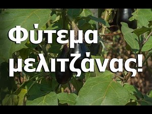 Φύτεμα μελιτζάνας! (planting eggplants)