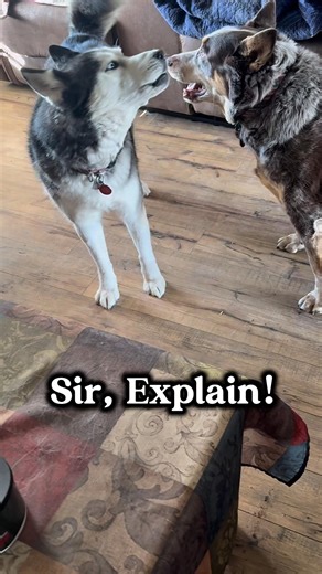 I played Buddy’s voice and this happened 😂