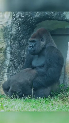 Baby Gorilla Playing with Father: Cute USA Funny Moment