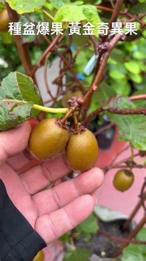 Growing Golden Kiwis in Pots for a Bumper Harvest