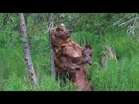 This chunky bear is the winner of 2026 Fat Bear Week