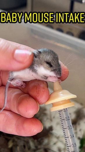 Rescued Baby Mouse Found in Yard - Heartwarming Story