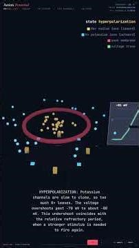 Action Potential — Neuroscience in 60 Seconds #Shorts