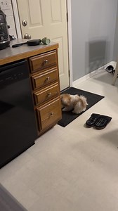 45K views · 512 reactions | If those of you with puppies haven’t tried these potty bells…you must! Plus look at how cute Jake looks when he uses it ♥️ | The Paranormal Couple | Facebook