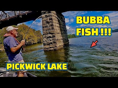 (CRAZY) Fishing PICKWICK LAKE on the TENNESSEE RIVER using LIVE MINNOWS as BAIT !!!