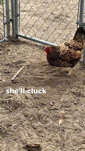 Farm surprise! Meet baby Huey. | Sunset Acres Farm