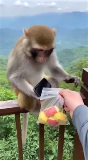 Monkey Refuses to Return Phone… Until It Gets Apples 😳🐒🍎#funnyanimals #funny #shorts