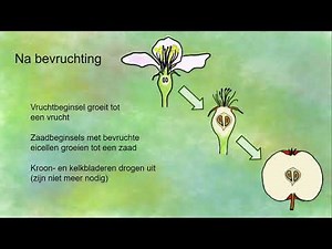 Bevruchting bij planten