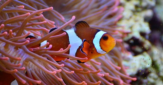 Comment les poissons-clowns changent-ils de sexe ?