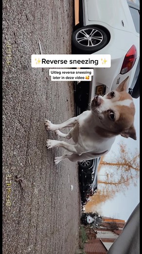 Dealing with Reverse Sneezing in Dogs: A Chihuahua's Experience