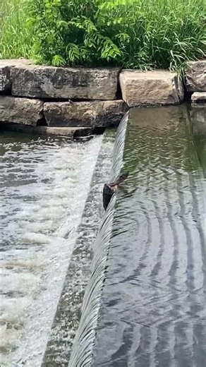 Snapping turtle trying his best to finish the obstacle course. #nature #turtle #athlete #wildlife