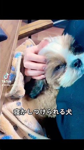 チビメイくん時代のおねんね #dog #puppy #shihtzu #shorts #犬のいる暮らし