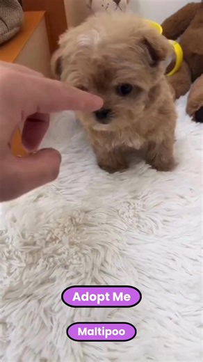 Meet the Maltipoo The Cutest Crossbreed You’ll Ever Love | The Gadget Vault