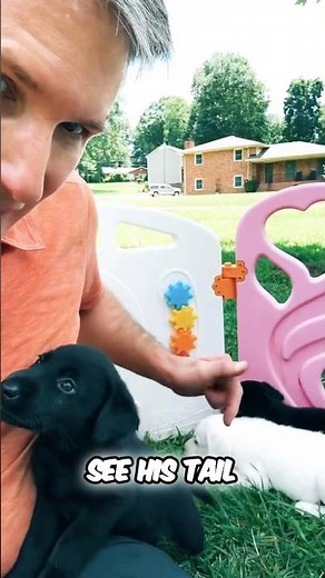 Want to See the CUTEST Lab Puppies Ever Play Together