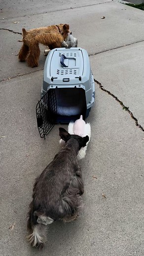 Jewels’ babies just got back from their vet visit. I decided to let them have a little potty break before I let the rest of the dogs out. Jack and Phoebe came to say hi to the babies. This Is Jack’s first experience with our babies and I wanted to see how he would interact with them. He wants to play a little harder than they are use to, but they so did ok. Luckycharmedschnauzers.com. #luckycharmedschnauzers | Lucky Charmed Schnauzer's