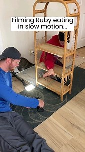 23K views · 311 reactions | Slow motion eating | Ruby the Labrador | Facebook