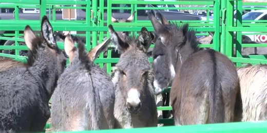 Arizona Bureau of Land Management almost at capacity for wild horses and burros