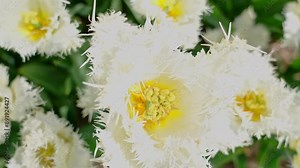 Looking down into a white fringed tulip with the stamen and pistils of its yellow center, swaying in the breeze, on a sunny spring day