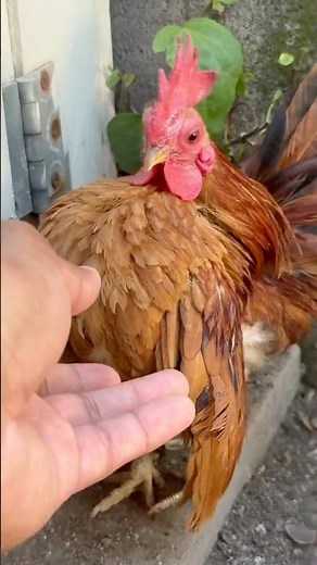 World’s Smallest Chicken Breed: MICRO SERAMA