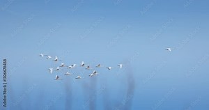 Flock of swans flies in the morning fog in sky over lake, Swan migration video Stock Video