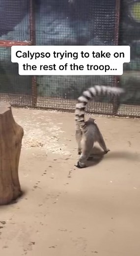 Ringtail lemurs do what is called a stink fight . Whoever is the stinkiest wins! #lemur #zoo #zookeeper #fight