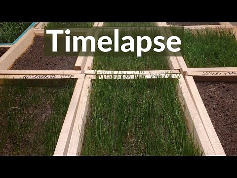 Growing grass from seed |Time-Lapse 8 days
