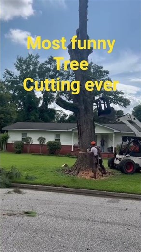 funny tree cutting
