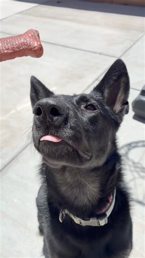 Help Koda Get A Cookie #germanshepherd #gsd #koda