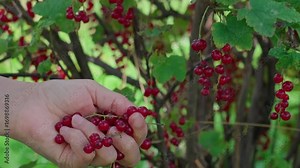 Red currants are being picked from the bush in whole clusters with small stems and placed into a basket.