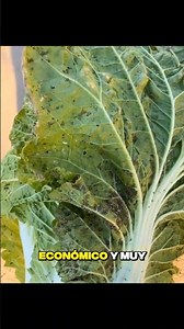 ❌The secret they don't want you to know to eliminate pests😲