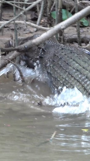 S A V A N N A H B O A N on Instagram: "Crocodiles are smarter than we think…🤔 📸: @solar_whisper Watch as Scuter the Saltwater Crocodile not only hunts but distracts this unsuspecting frog as it plans the attack. I had an up close and personal visit with all the amazing crocodiles from #daysofthedaintree #crocodile #saltwatercrocodile #crocodylusporosus #gatorland #waitforit #wildlife #australia"