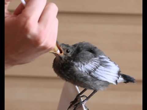 Nourrissage d'un oisillon de 24 jours (merle)
