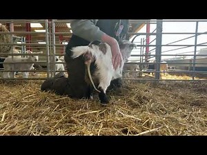 LIVE! THREE Pygmy goats giving birth!