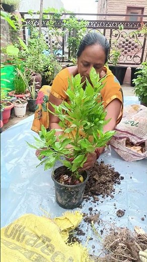 How to grow italian basil 🌱🌿