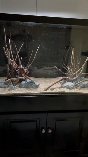 Aquascaping the New 90 Gallon Aquarium Setup! 🌱