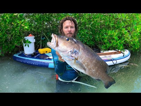 Trophy Fish in My Backyard | Paddle Board Spearfishing | CCC