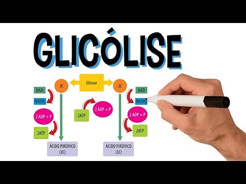 ✅ GLYCOLYSIS | CELLULAR RESPIRATION